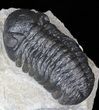 Nice, Austerops (Phacops) Trilobite #40132-1